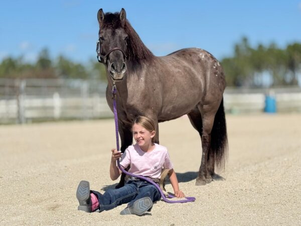 We always have horses Avaliable. - Image 2