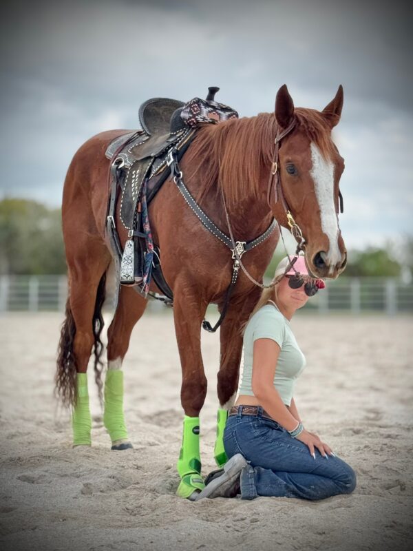 We always have horses Avaliable. - Image 9