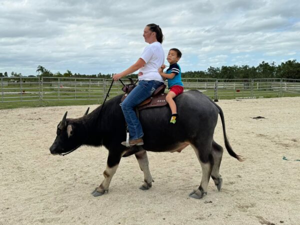 WATER BUFFALO RIDES - Image 2