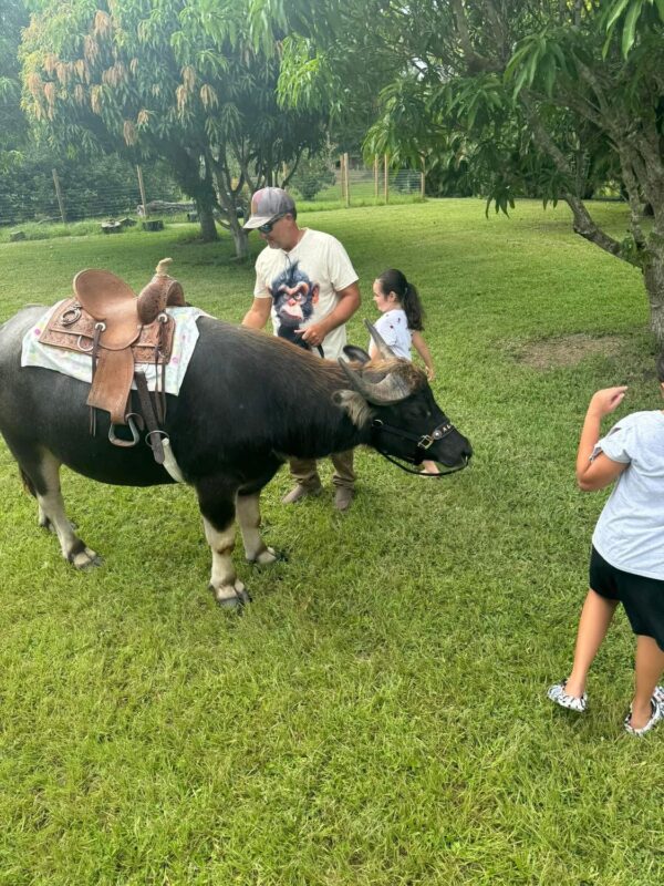 WATER BUFFALO RIDES - Image 3