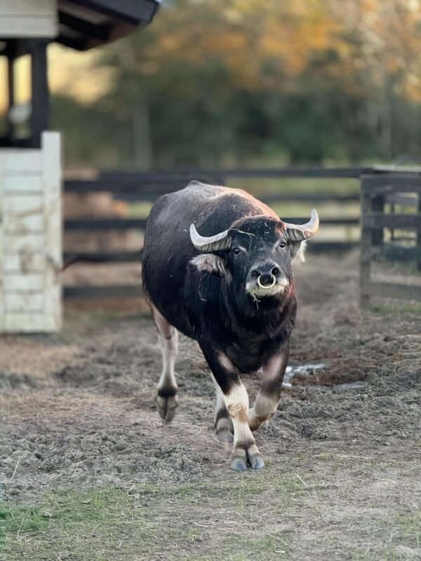WATER BUFFALO RIDES - Image 5