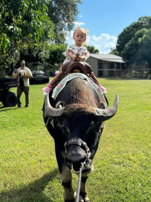WATER BUFFALO RIDES - Image 6