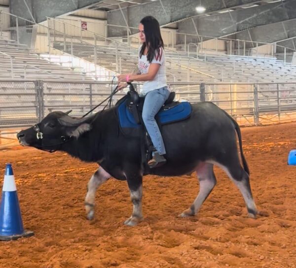 WATER BUFFALO RIDES - Image 7
