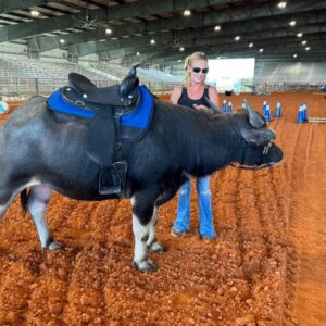 WATER BUFFALO RIDES