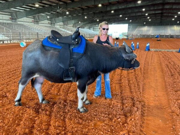 WATER BUFFALO RIDES