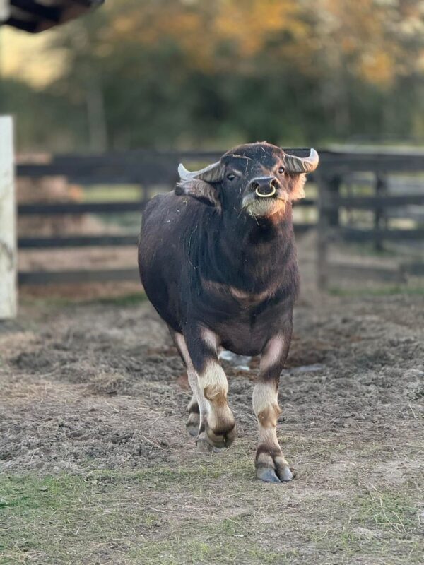 WATER BUFFALO RIDES - Image 9