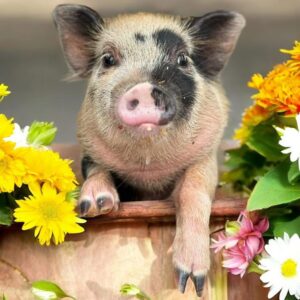 Petting zoo party!!!