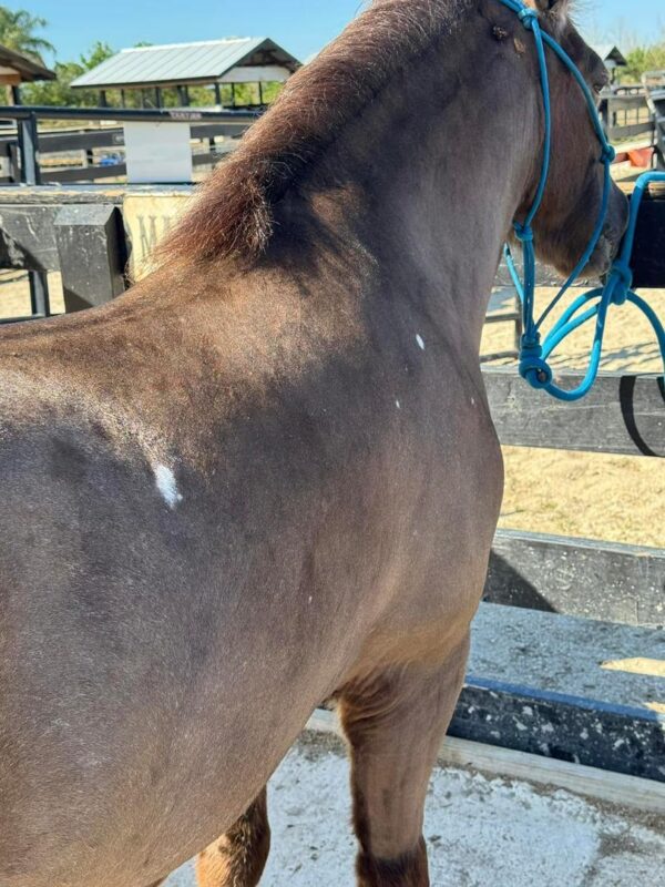 Cherokee bombproof pony. - Image 2