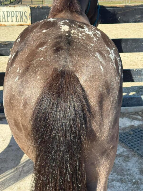 Cherokee bombproof pony. - Image 3