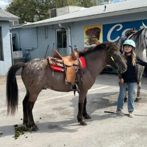 Cherokee bombproof pony.