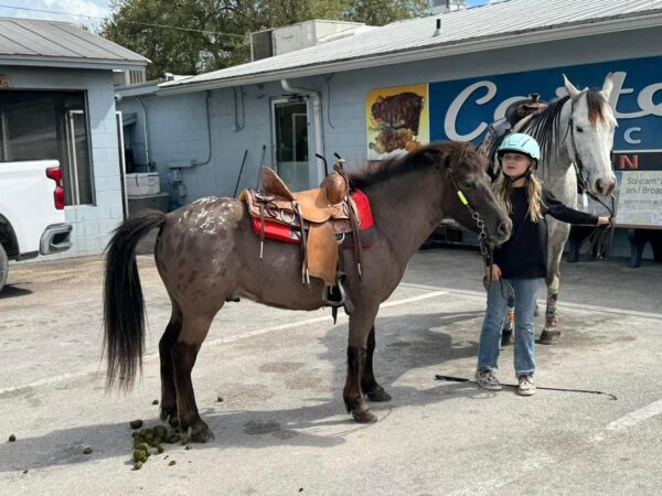 Cherokee bombproof pony.