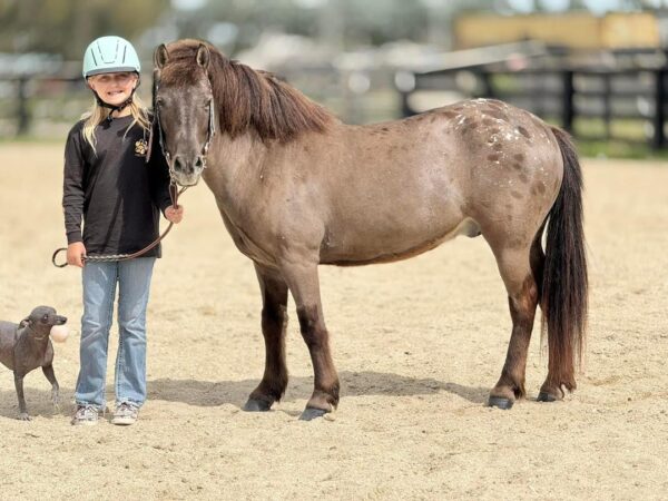 Cherokee bombproof pony. - Image 5