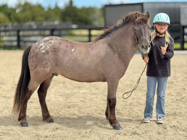 Cherokee bombproof pony. - Image 7