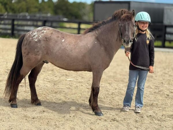 Cherokee bombproof pony. - Image 8