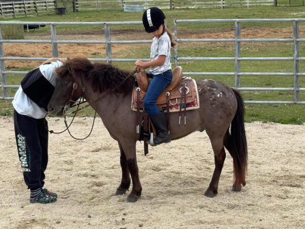 Cherokee bombproof pony. - Image 9