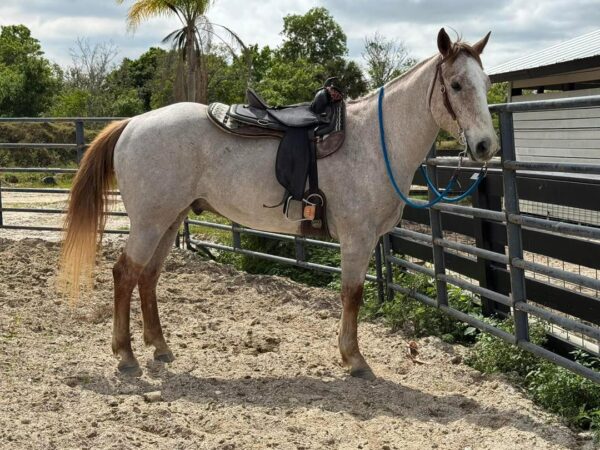 Rose grey Qh gelding - Image 2
