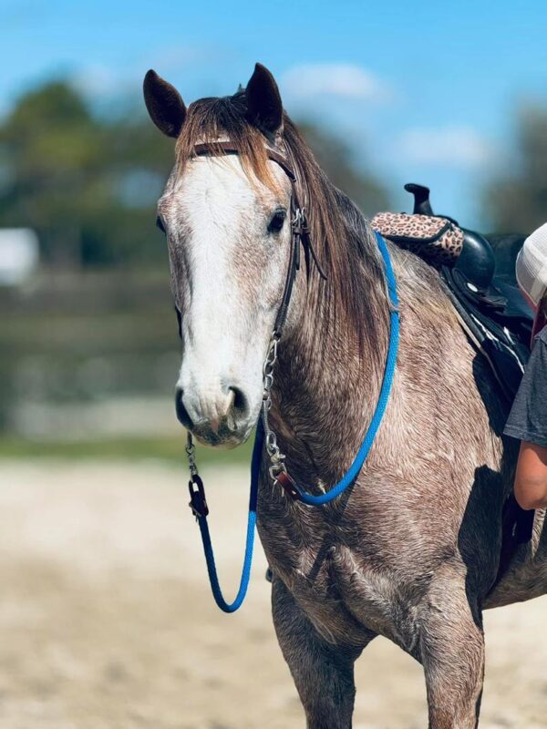 Rose grey Qh gelding - Image 3