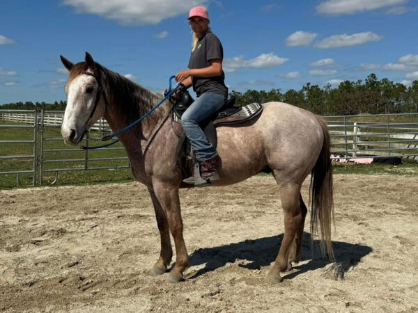Rose grey Qh gelding - Image 4