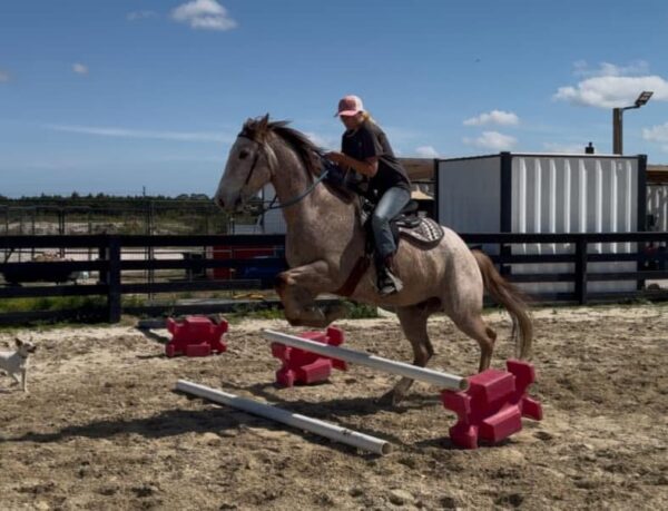 Rose grey Qh gelding - Image 6