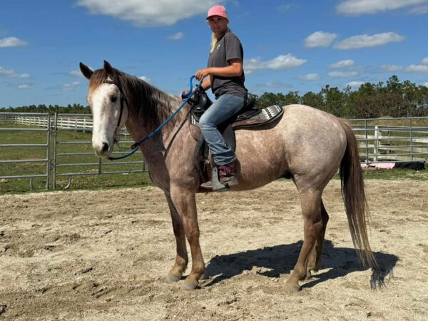 Rose grey Qh gelding - Image 7