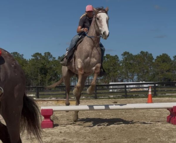 Rose grey Qh gelding - Image 8