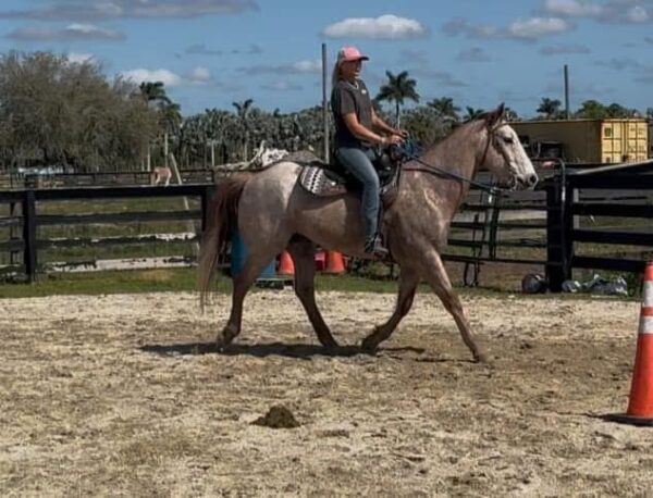 Rose grey Qh gelding - Image 9