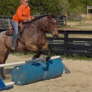 AQHA GELDING.