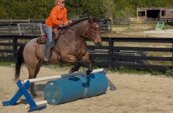 AQHA GELDING.