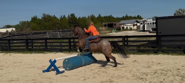 AQHA GELDING. - Image 3