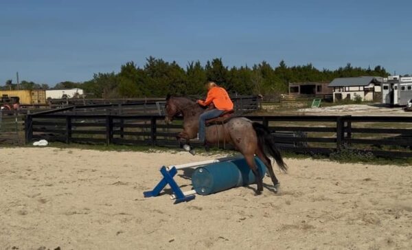 AQHA GELDING. - Image 4