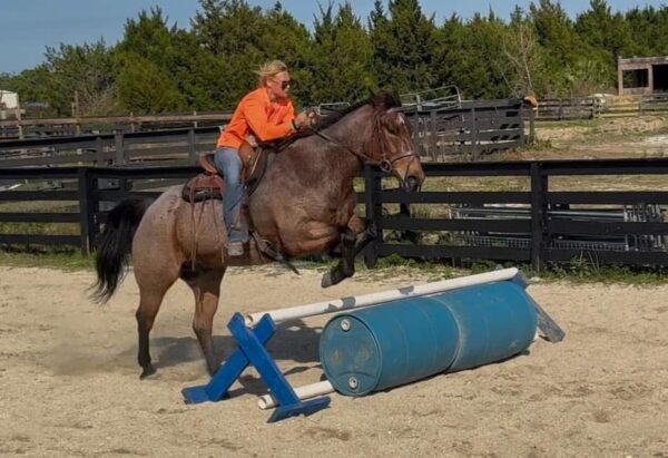 AQHA GELDING. - Image 5
