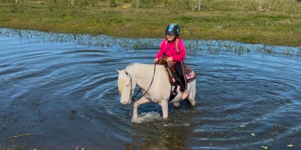 Snow is a small pony gelding. - Image 2