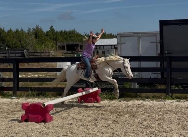 Snow is a small pony gelding. - Image 4