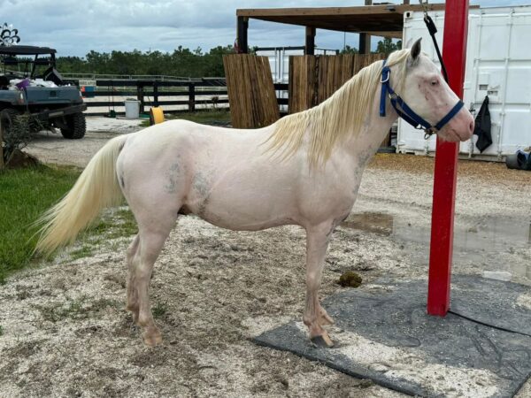 Snow is a small pony gelding. - Image 5