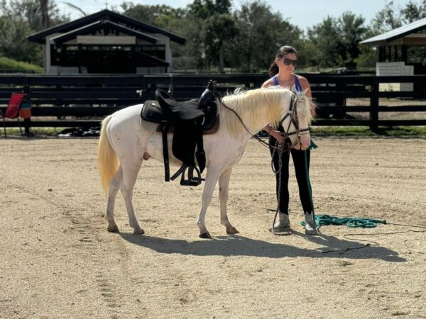 Snow is a small pony gelding. - Image 7