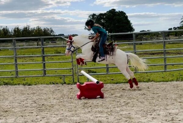 Snow is a small pony gelding. - Image 8