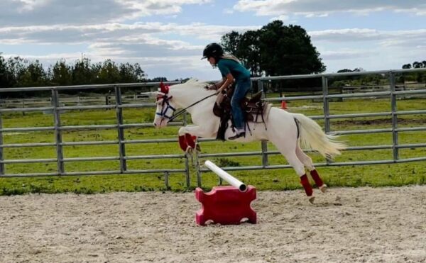 Snow is a small pony gelding. - Image 9