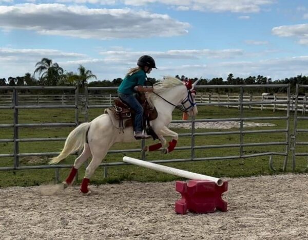Snow is a small pony gelding. - Image 10