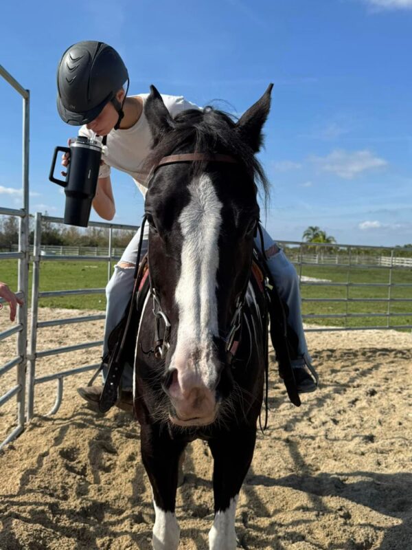 Atlas Paint gelding - Image 2