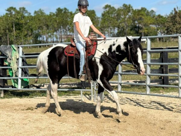 Atlas Paint gelding - Image 3