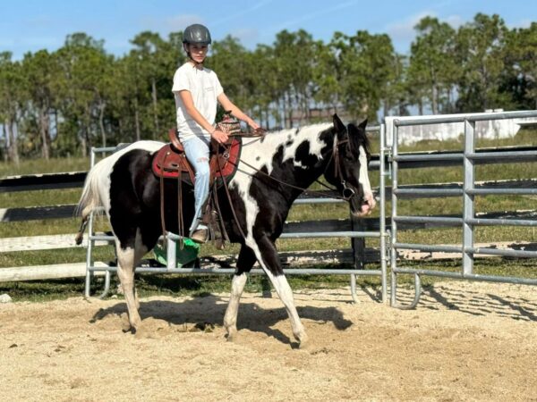 Atlas Paint gelding - Image 4