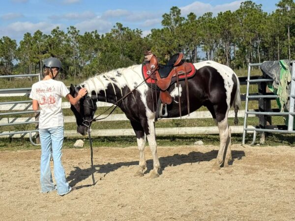 Atlas Paint gelding - Image 5