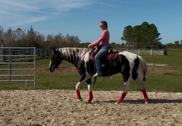 Atlas Paint gelding - Image 6