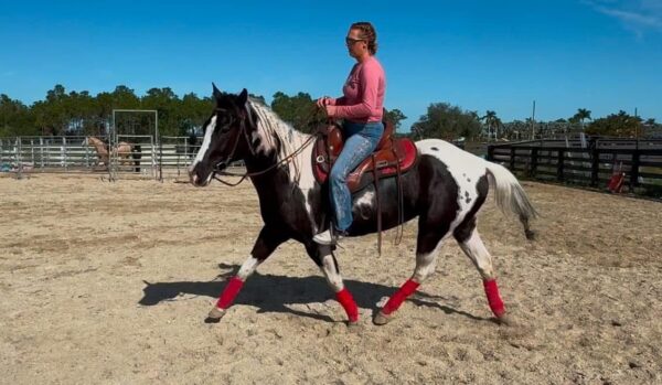 Atlas Paint gelding - Image 8