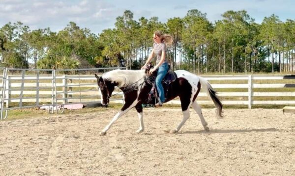 Atlas Paint gelding - Image 9