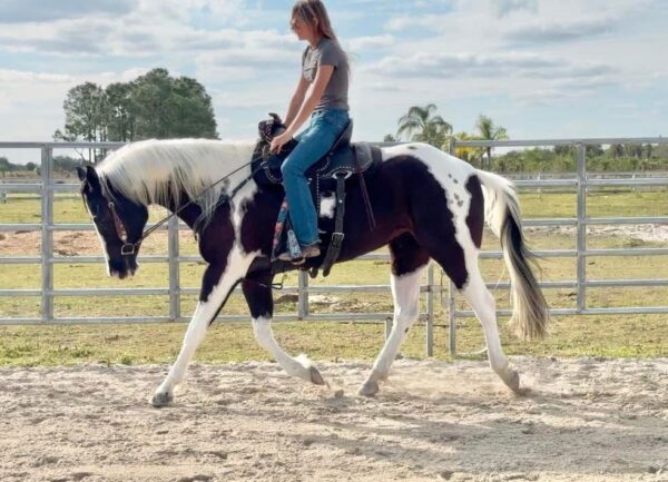 Atlas Paint gelding - Image 10