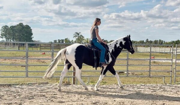 Atlas Paint gelding - Image 11