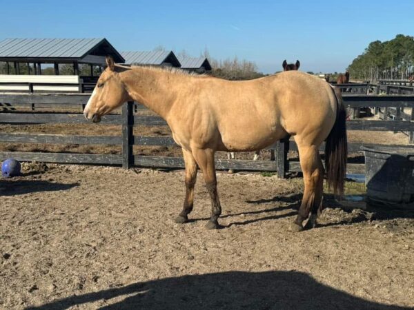 Gorgeous buckskin reg paint - Image 2