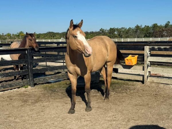 Gorgeous buckskin reg paint - Image 3