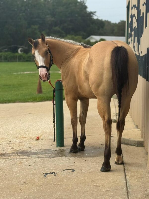 Gorgeous buckskin reg paint - Image 4